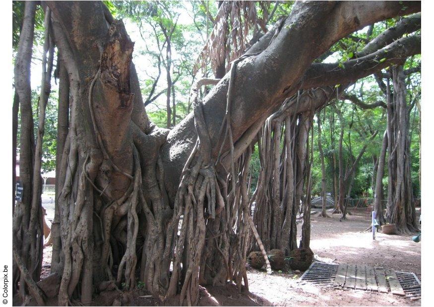 parc puna Photo parc puna