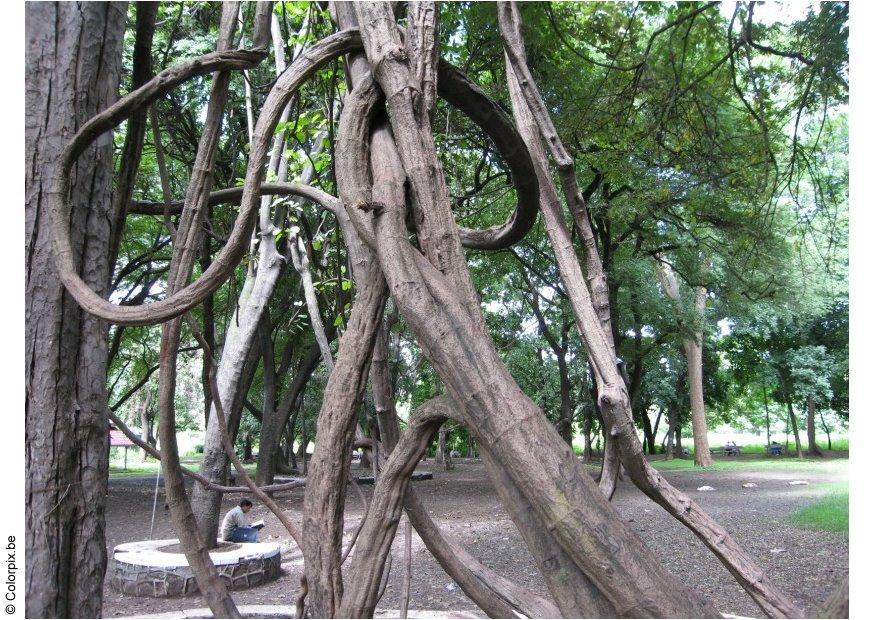 parc puna Photo parc puna
