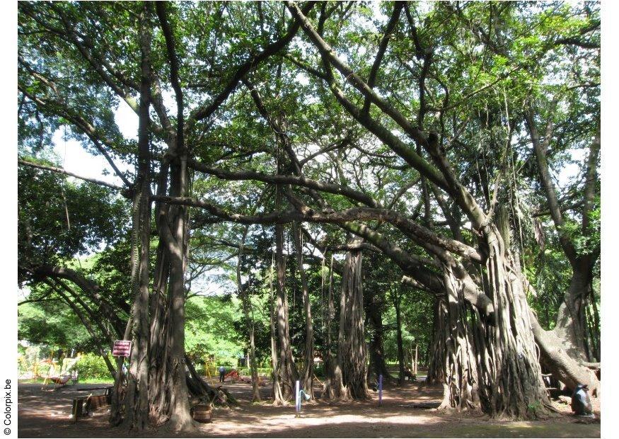 parc puna Photo parc puna