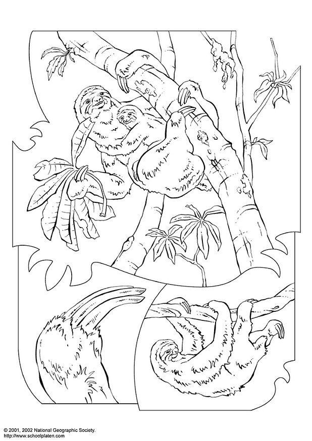 paresseux Coloriage paresseux