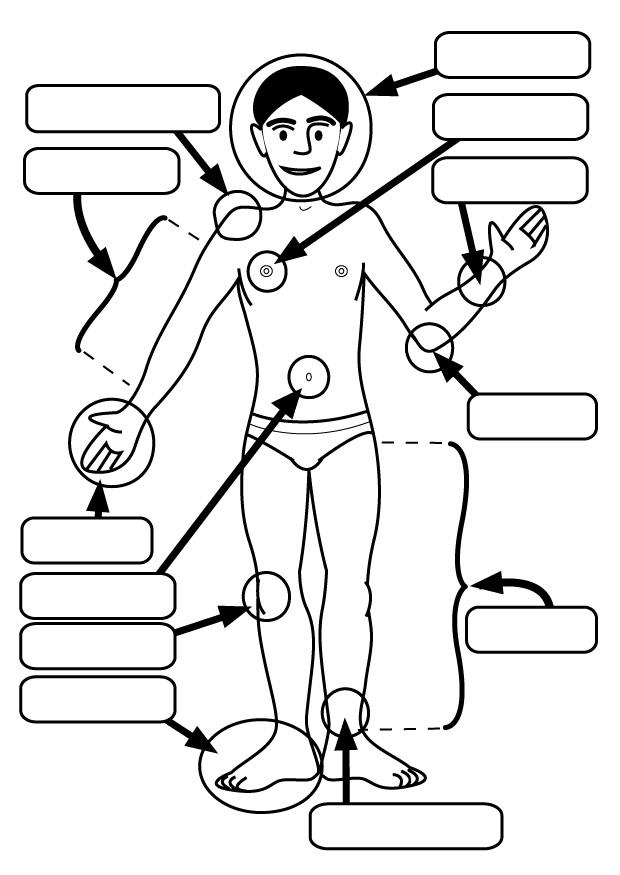 parties du corps Coloriage parties du corps