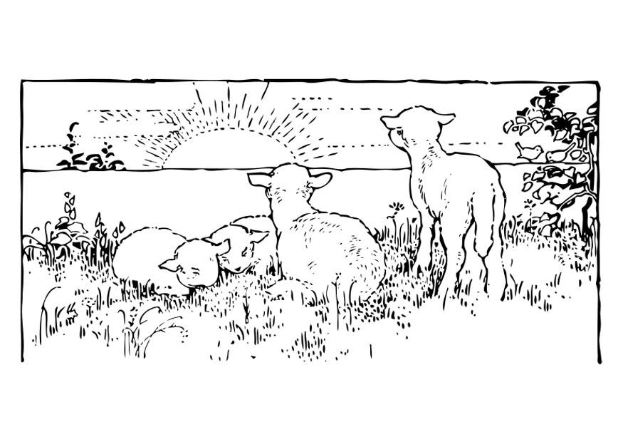 paysage avec des agneaux Coloriage paysage avec des agneaux