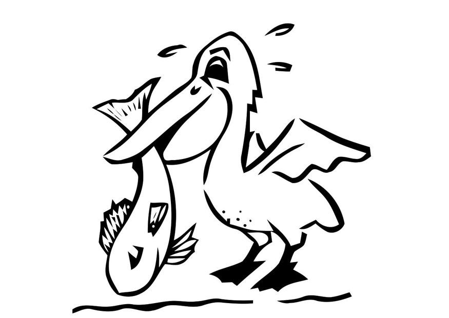 pA©lican avec poisson Coloriage pA©lican avec poisson