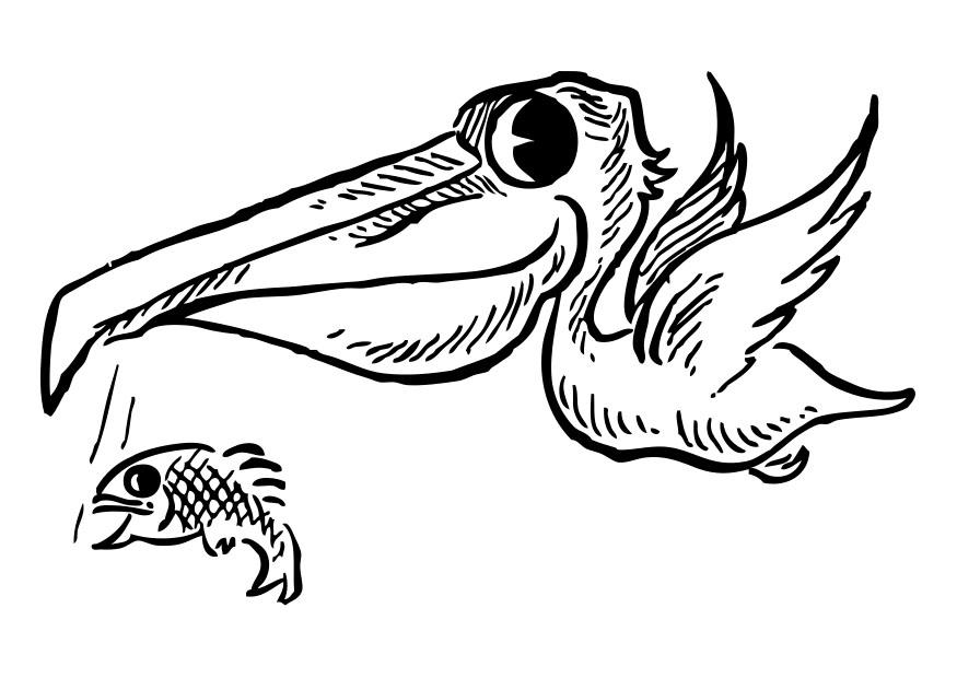 pA©lican avec poisson Coloriage pA©lican avec poisson