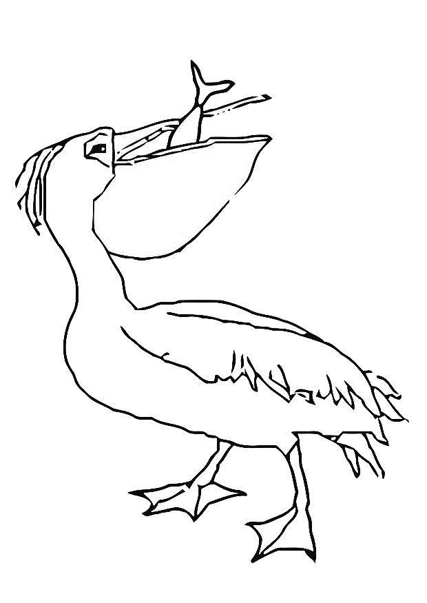 pA©lican mange poisson Coloriage pA©lican mange poisson