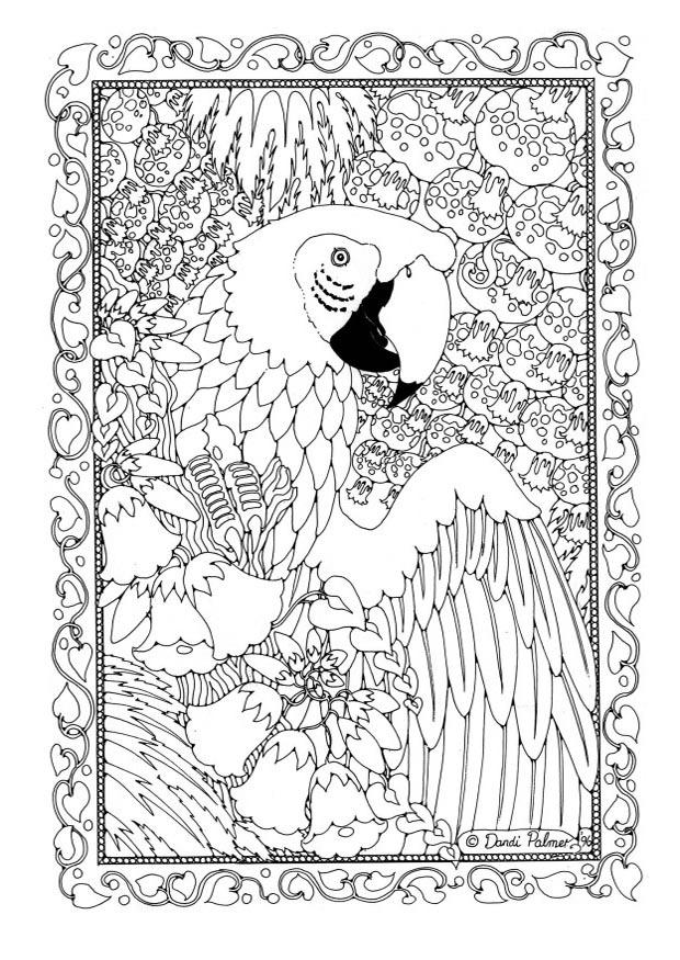 perroquet Coloriage perroquet