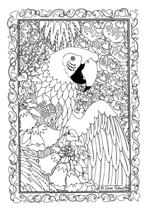 perroquet ara Coloriage perroquet ara
