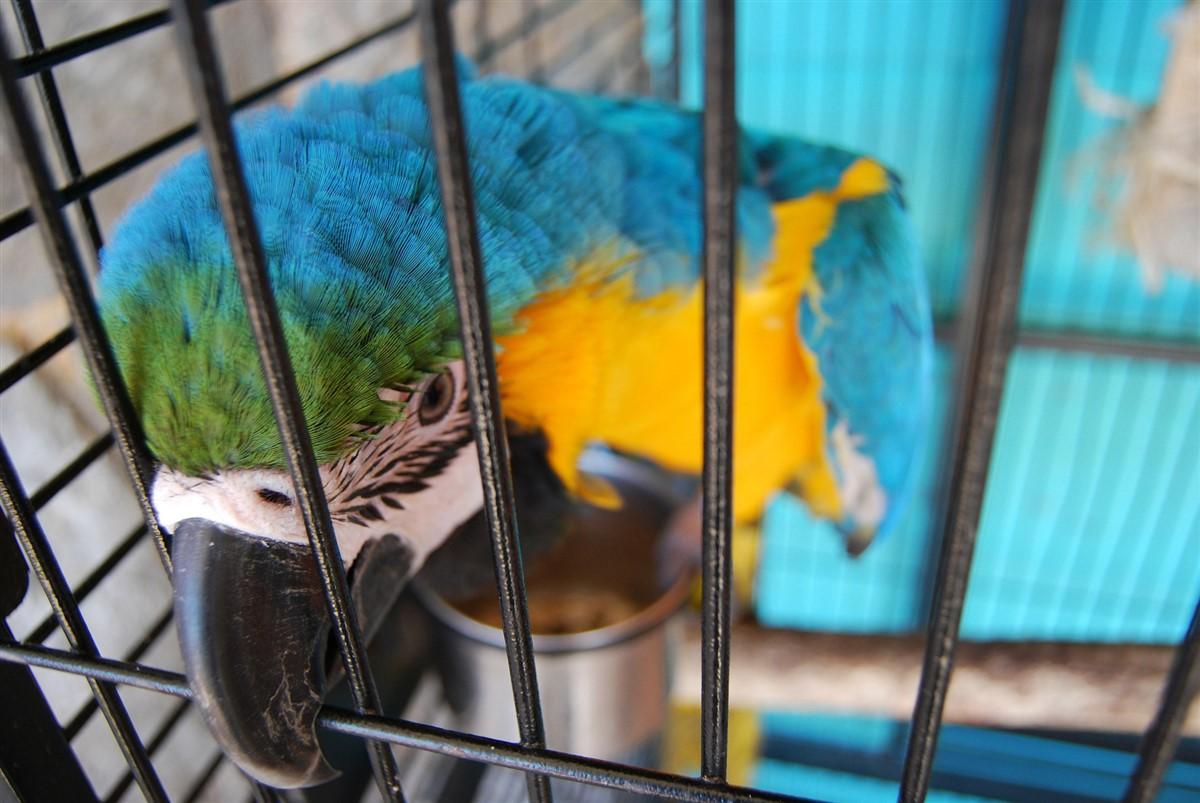perroquet en cage Photo perroquet en cage