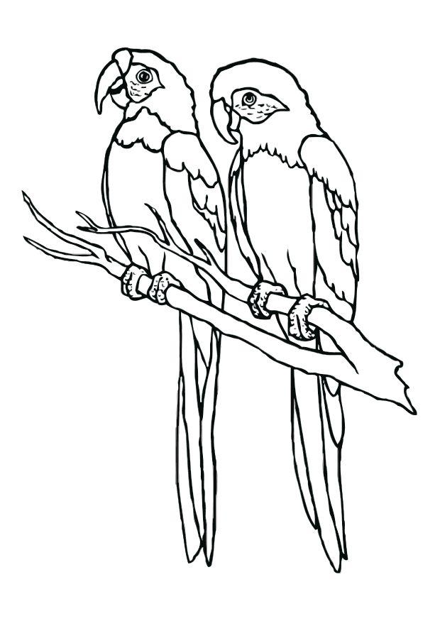 perroquets Coloriage perroquets