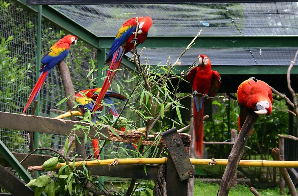 perroquets en cage Photo perroquets en cage