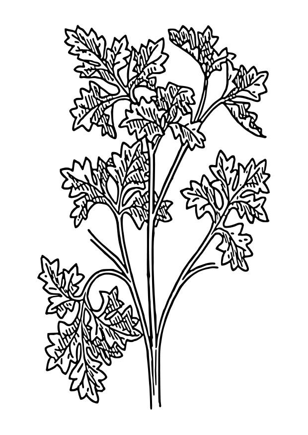 persil Coloriage persil