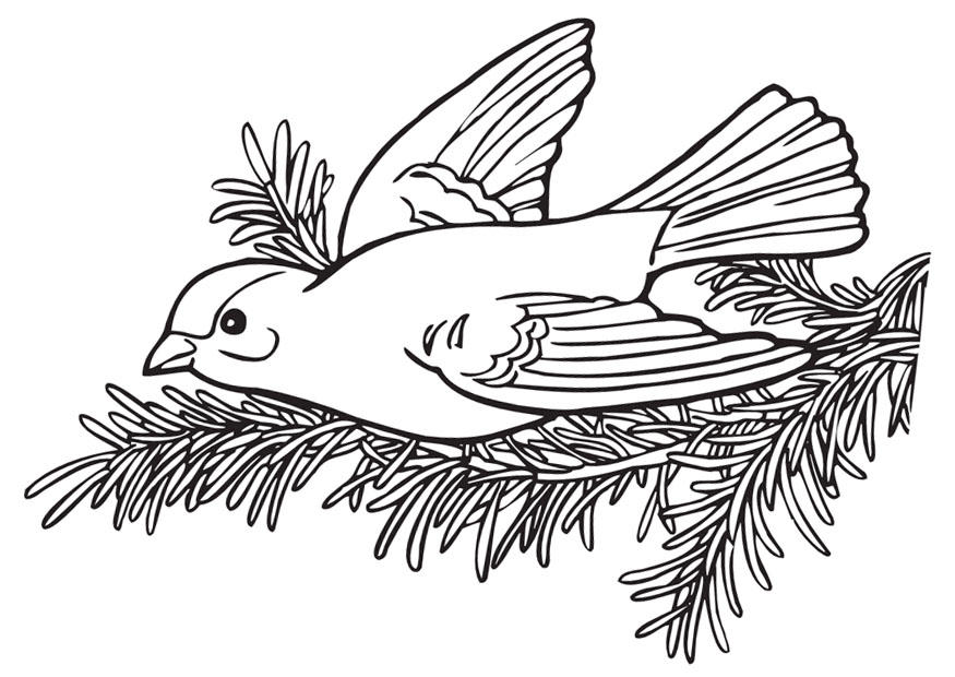 petit oiseau Coloriage petit oiseau