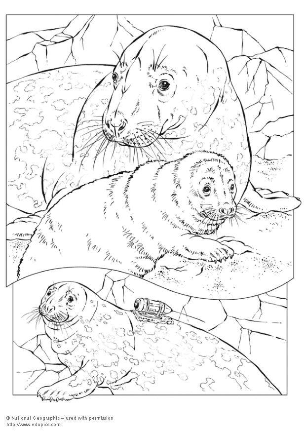 phoque gris Coloriage phoque gris