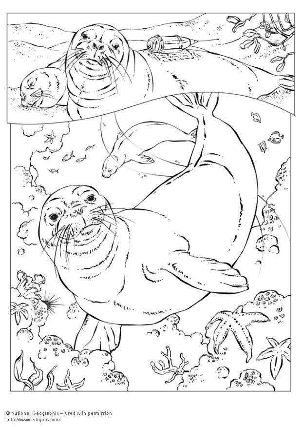 phoque moine Coloriage phoque moine