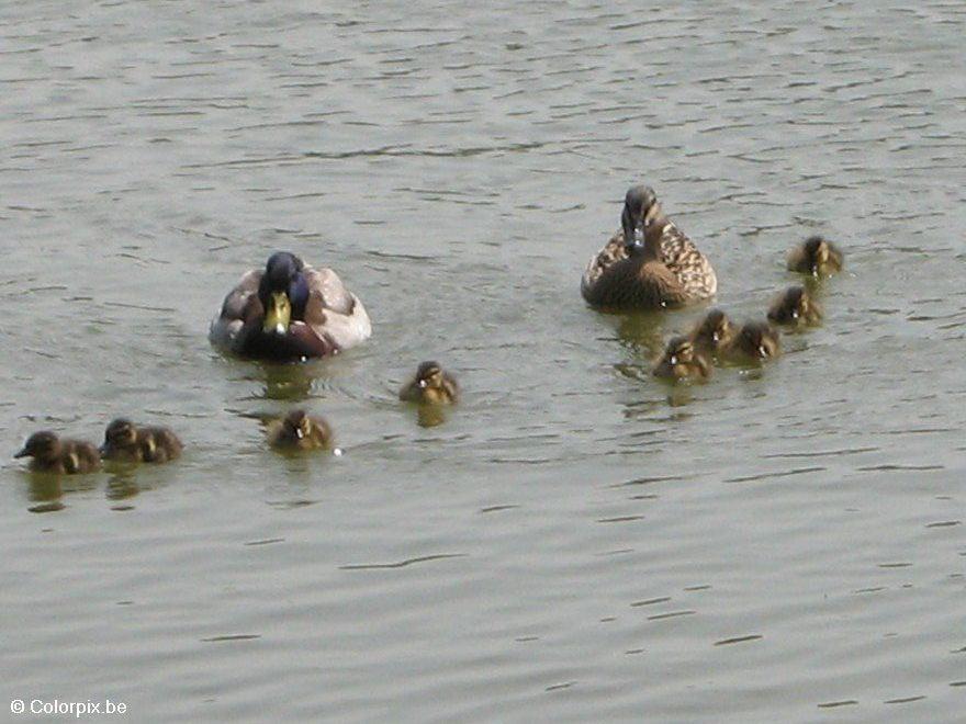 Photo canards avec jeunes