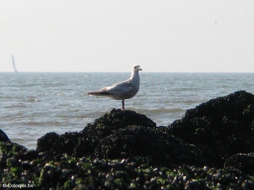 Photo goA©land