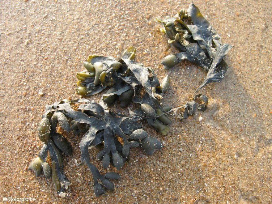 Photo goA©mon