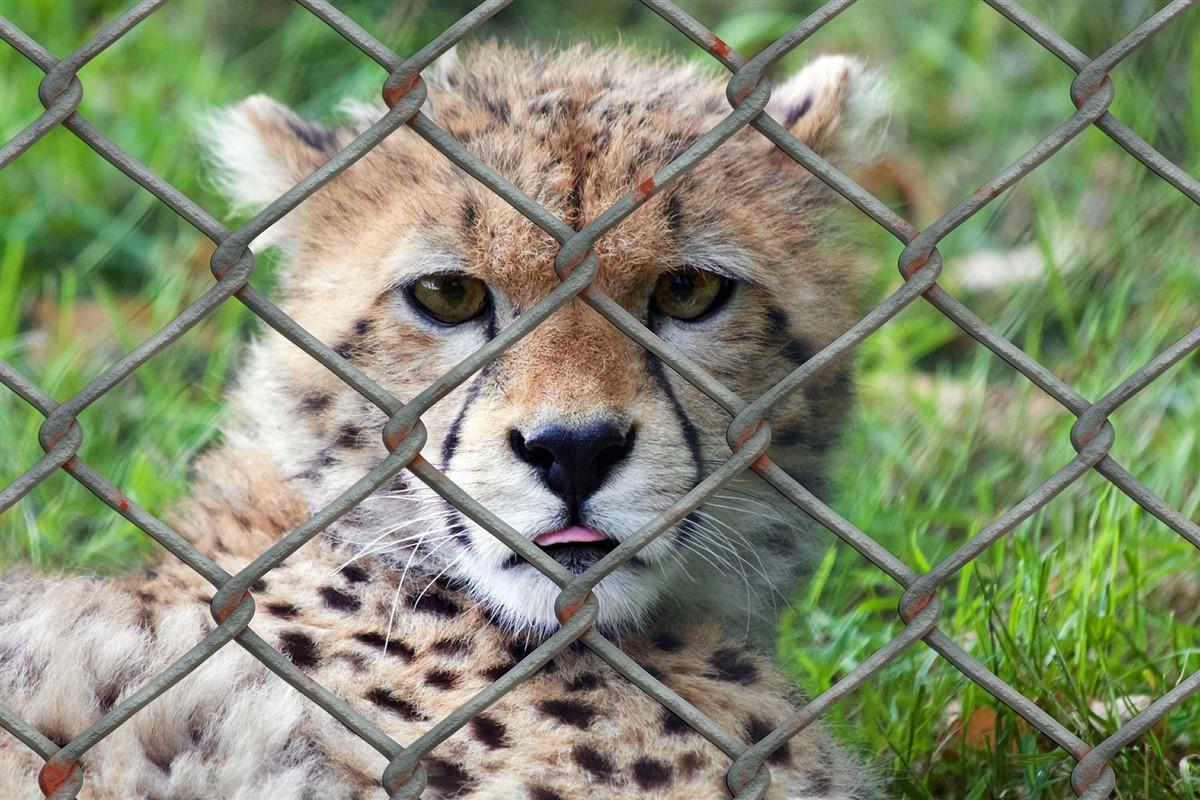 Photo guA©pard en cage