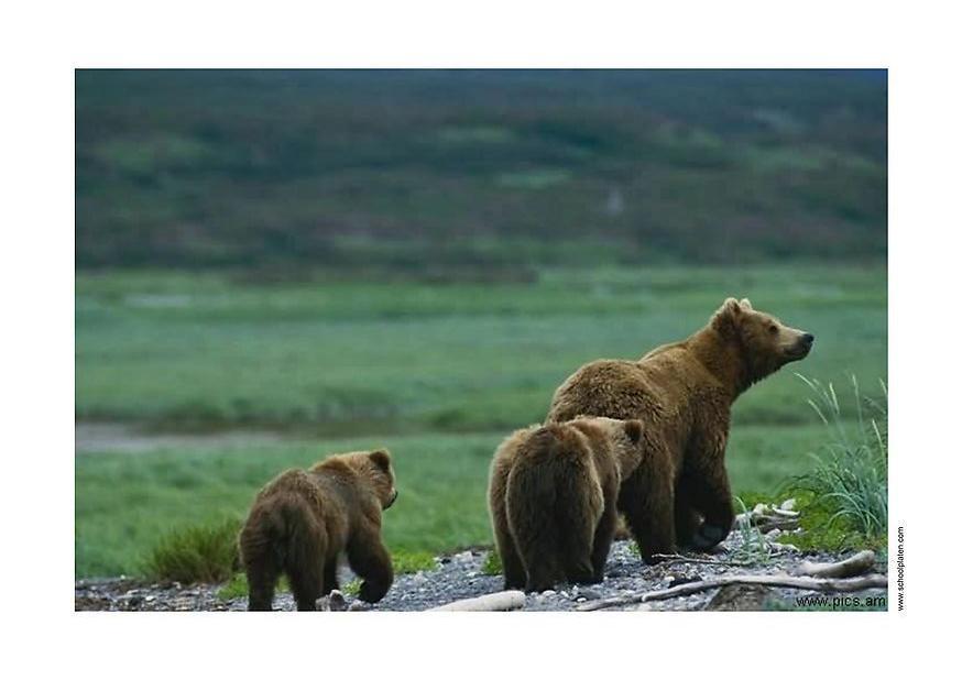 Photo ours