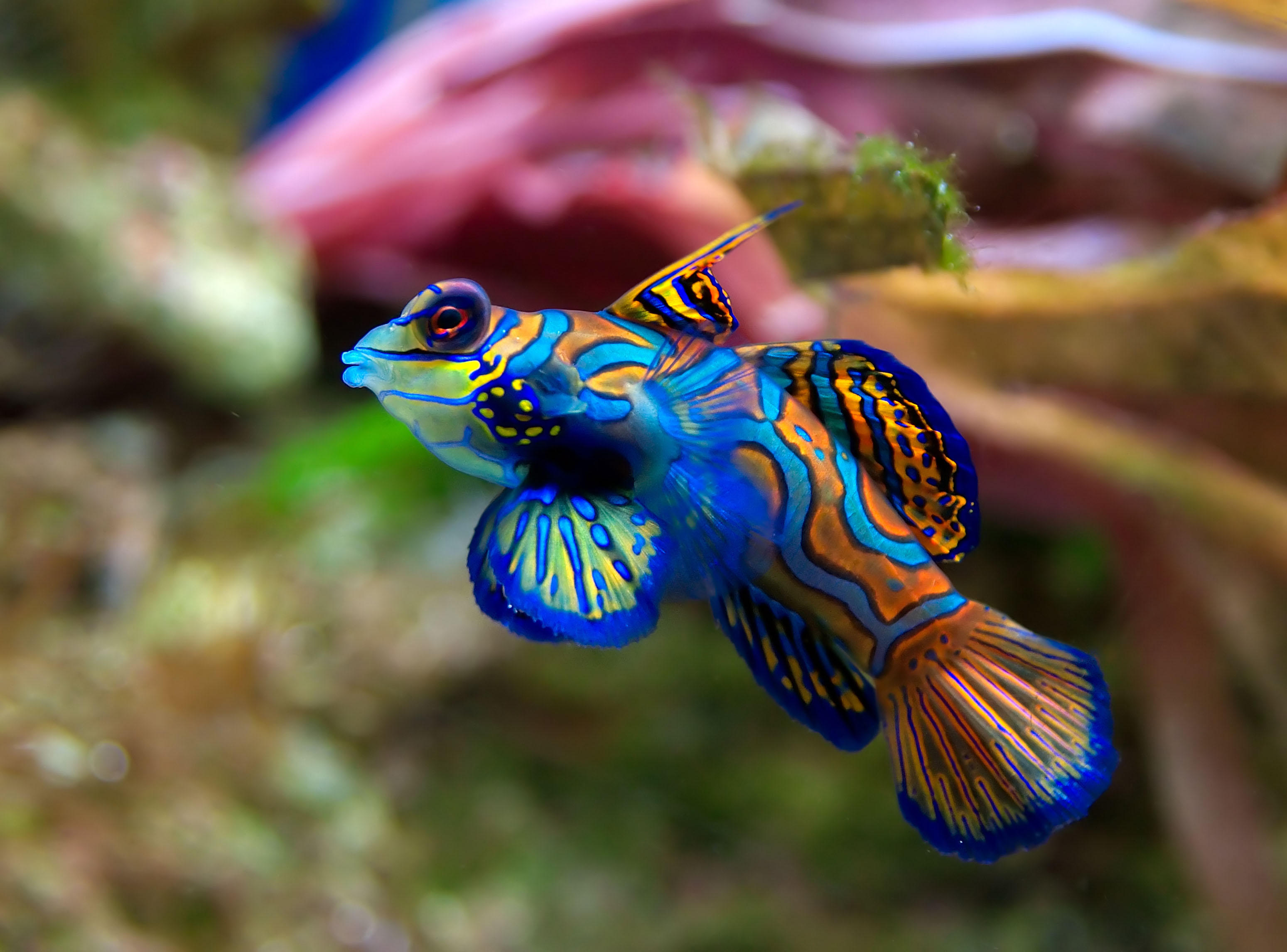Photo poisson - synchiropus splendidus