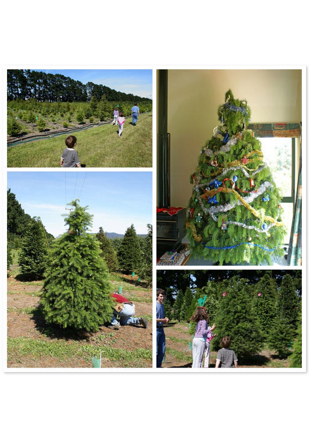 Photo sapin de noA«l
