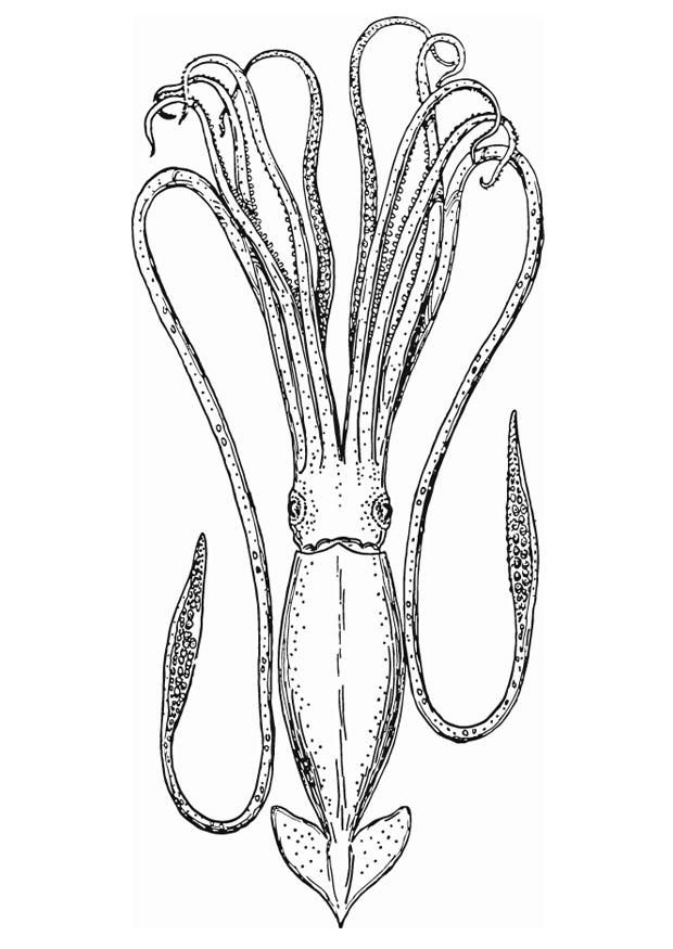 pieuvre Coloriage pieuvre