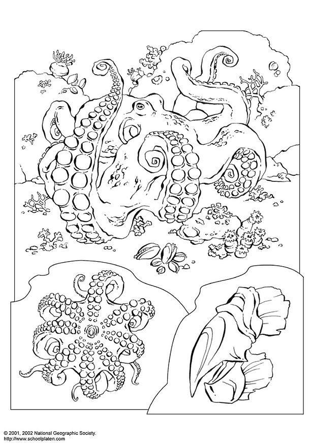 pieuvre Coloriage pieuvre