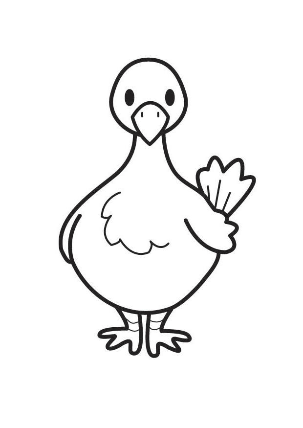 pigeon Coloriage pigeon