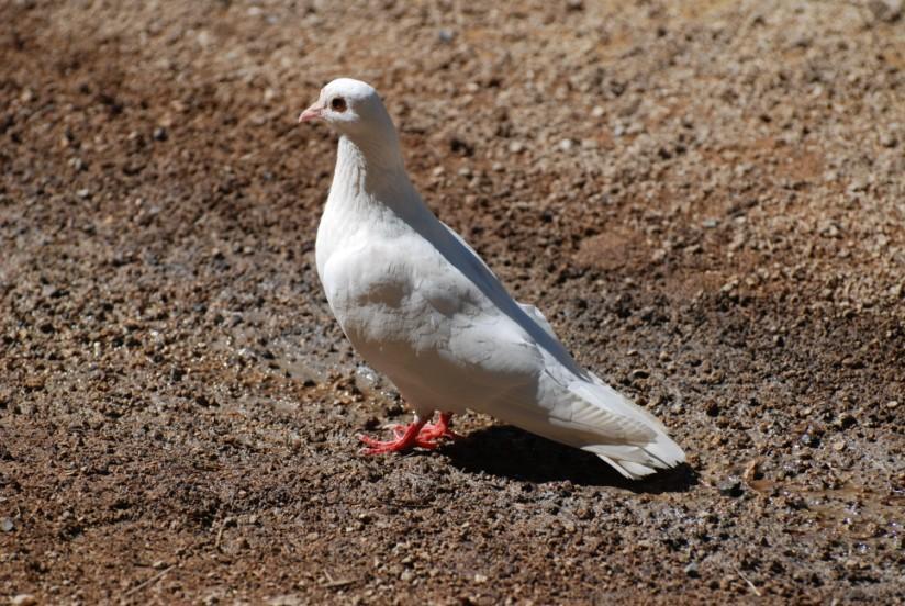 pigeon Photo pigeon