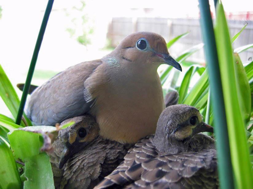 pigeon avec jeunes Photo pigeon avec jeunes