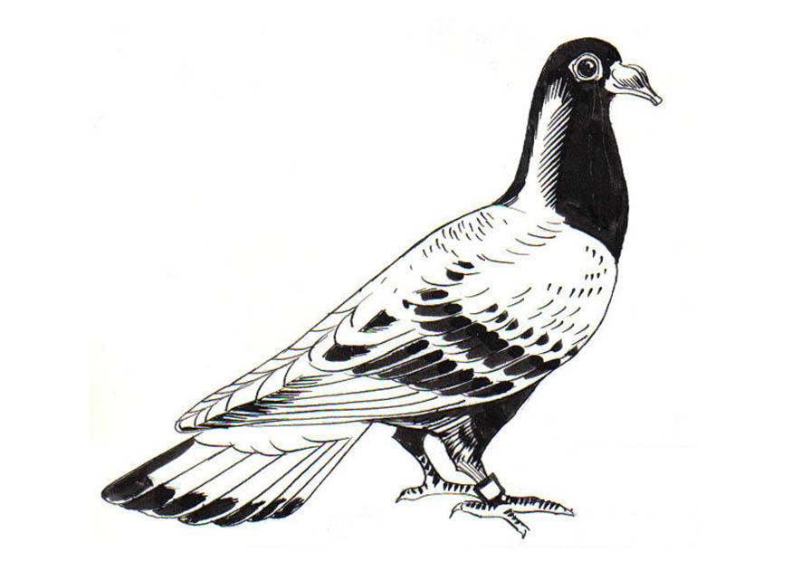 pigeon - pigeon voyager Coloriage pigeon - pigeon voyager