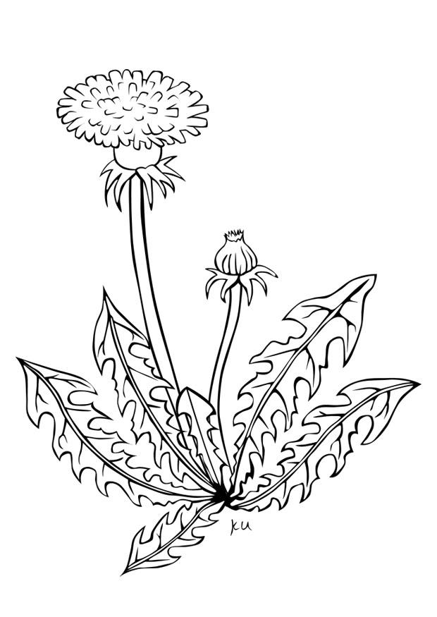 pissenlit Coloriage pissenlit