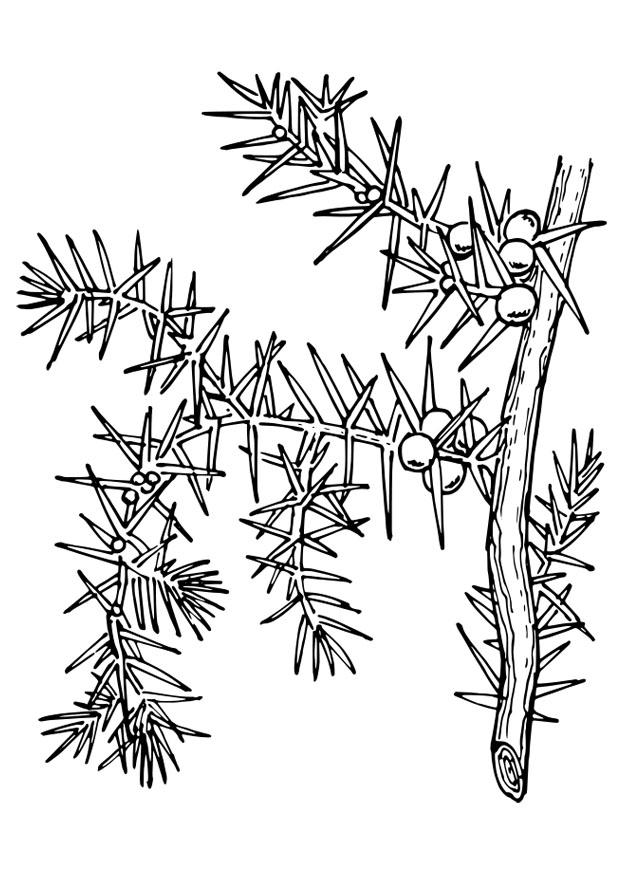 plante Coloriage plante