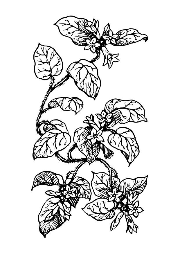 plante Coloriage plante