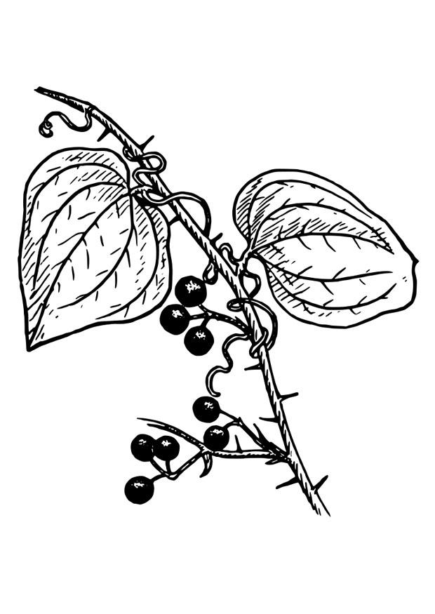 plante Coloriage plante