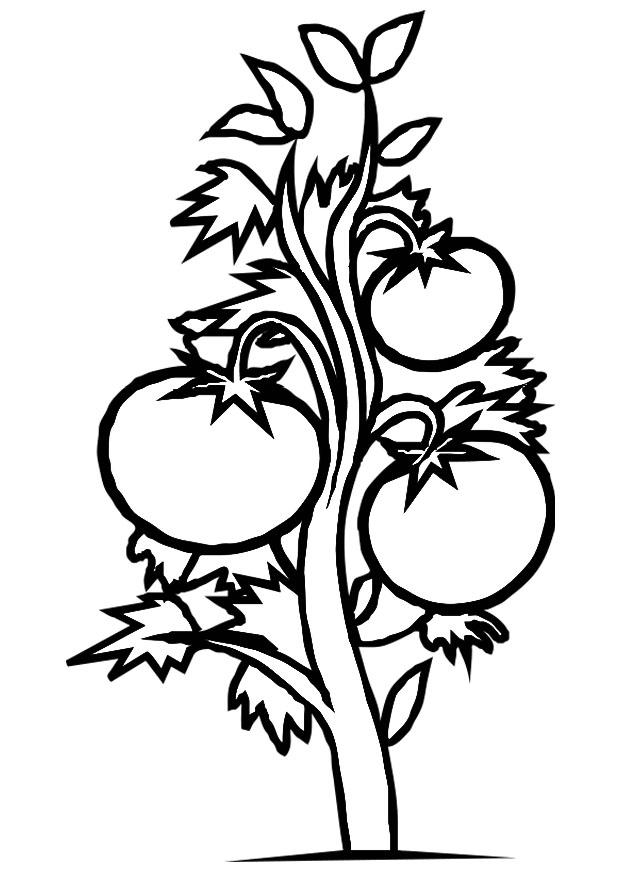 plante tomate Coloriage plante tomate