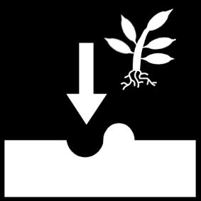 planter Coloriage planter