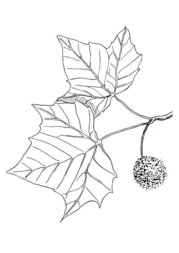 platane Coloriage platane
