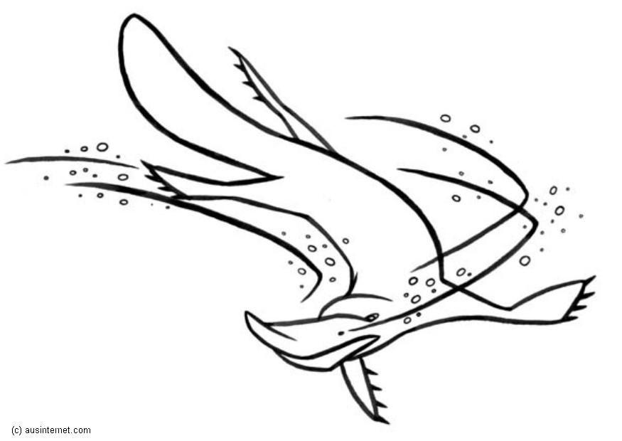 platypus Coloriage platypus