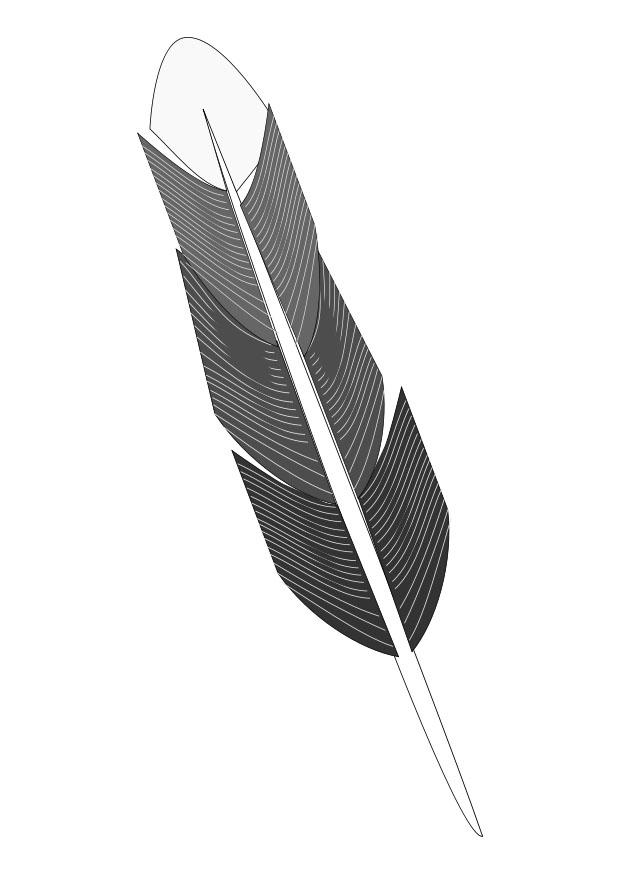 plume Coloriage plume