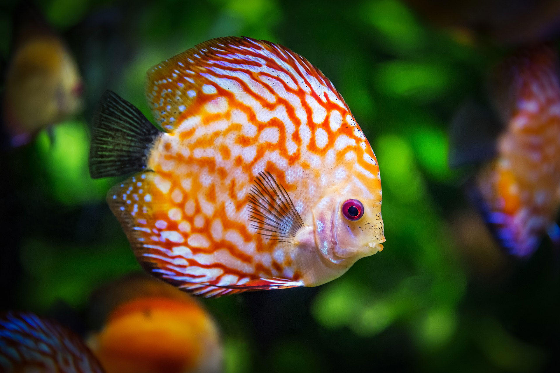poisson Photo poisson