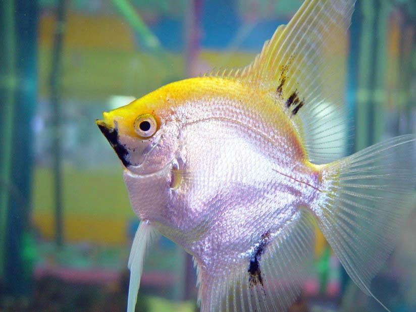 poisson Photo poisson