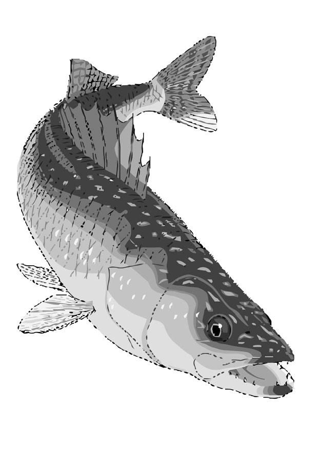 poisson - dorA© jaune Coloriage poisson - dorA© jaune