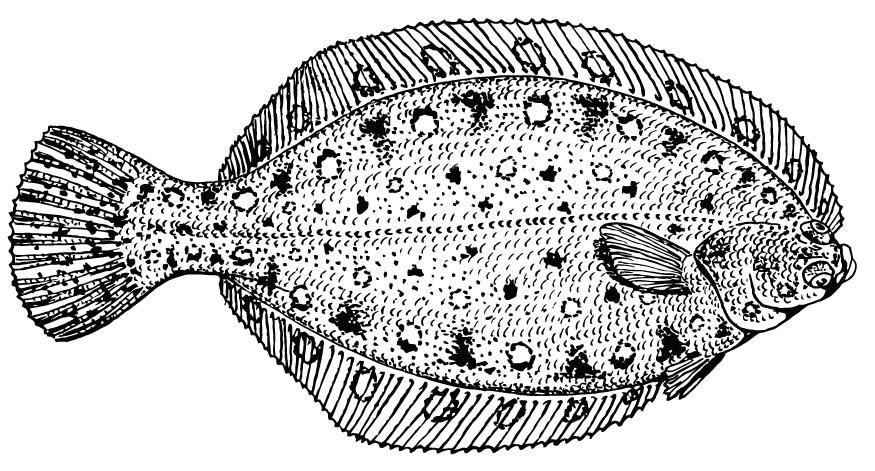 poisson plat Coloriage poisson plat
