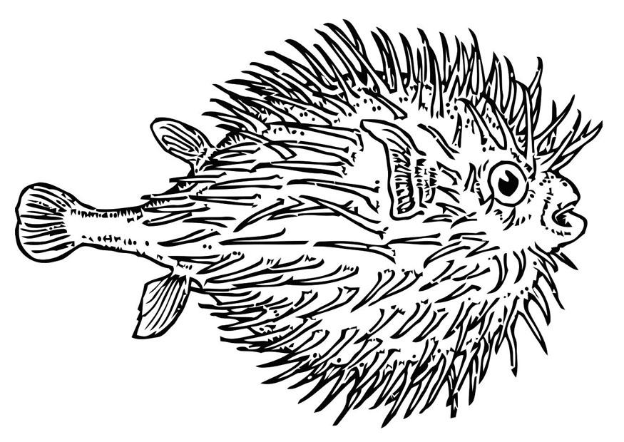 poisson - poisson globe Coloriage poisson - poisson globe