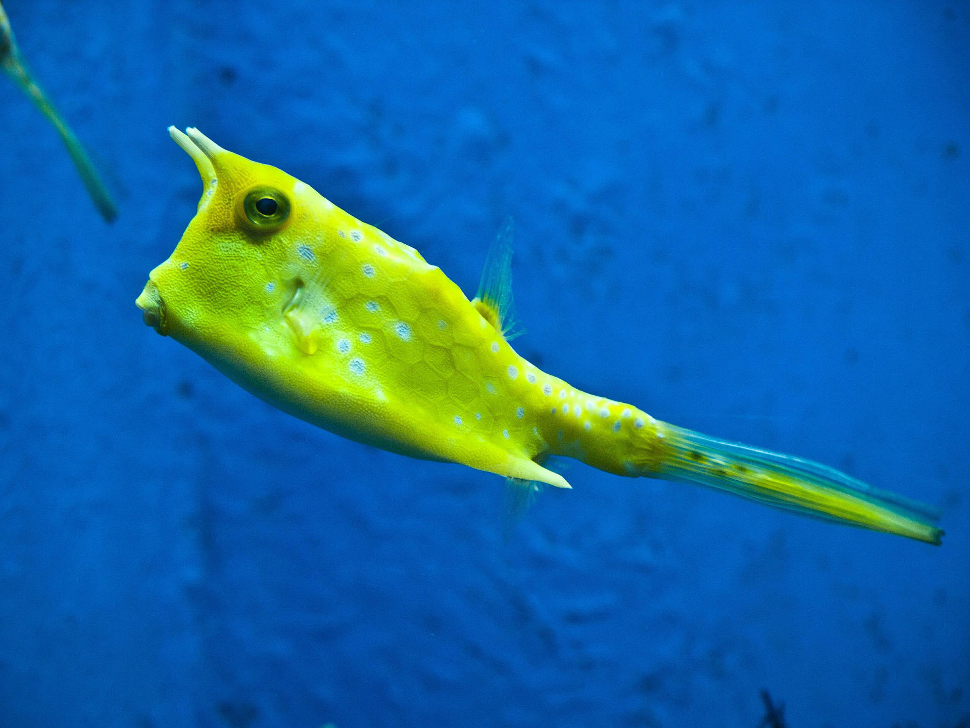 poisson - poisson vache A longues cornes Photo poisson - poisson vache A longues cornes