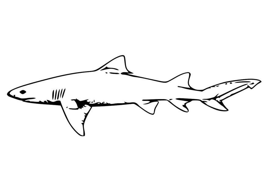 poisson - requin Coloriage poisson - requin
