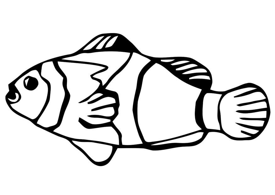 poisson rouge Coloriage poisson rouge