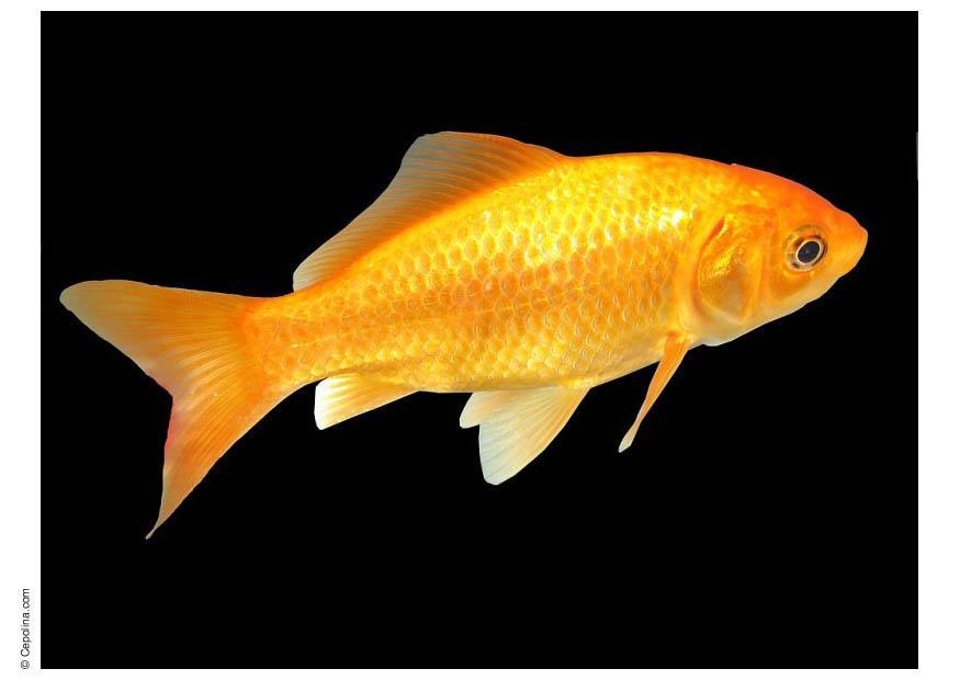 poisson rouge Photo poisson rouge