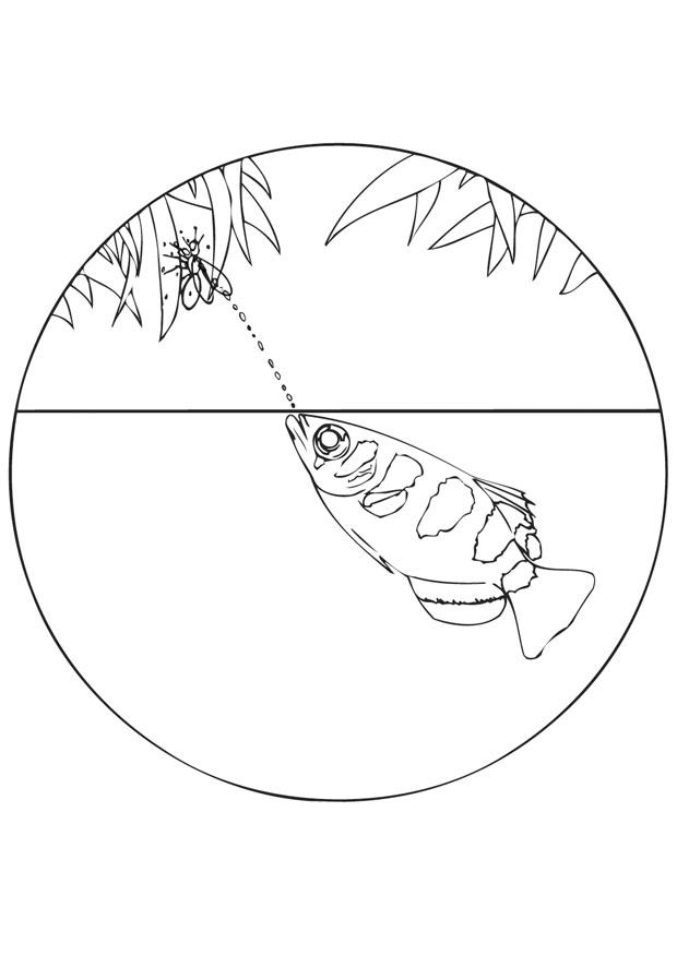 poisson tireur Coloriage poisson tireur